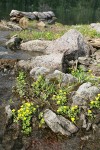 Snowpatch Buttercups along Iceberg Lake outlet stream