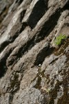 Rusty Saxifrage in crack of basalt cliff