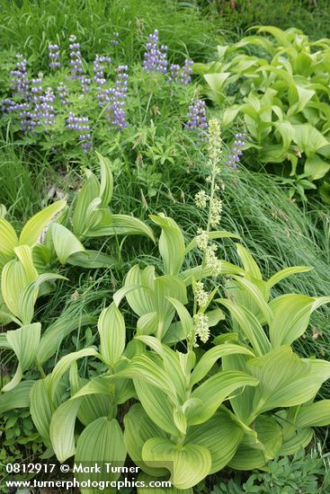 Veratrum viride