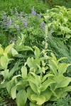 Green Corn Lilies w/ Broadleaf Lupines soft bkgnd