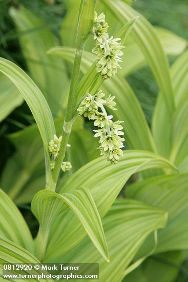 Veratrum viride