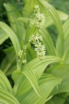 Green Corn Lily blossoms & foliage