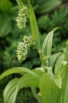 Green Corn Lily blossoms & foliage