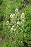 Small-flowered Paintbrush