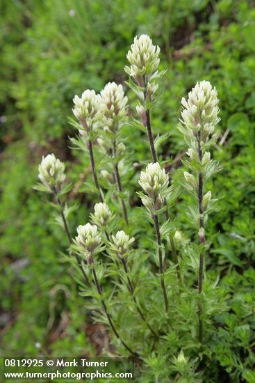 Castilleja parviflora