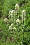 Small-flowered Paintbrush