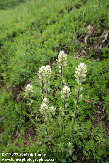 Castilleja parviflora