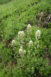 Small-flowered Paintbrush