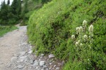 Small-flowered Paintbrush beside trail