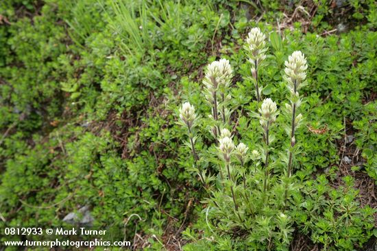 Castilleja parviflora