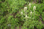 Small-flowered Paintbrush