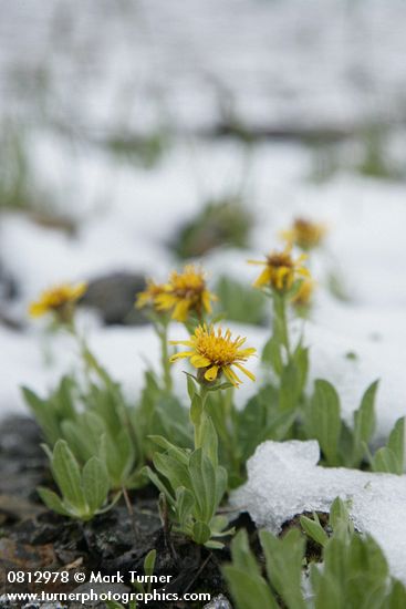 Tonestus lyallii (Haplopappus lyallii)