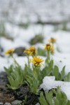 Lyall's Goldenweed w/ melting late summer snow