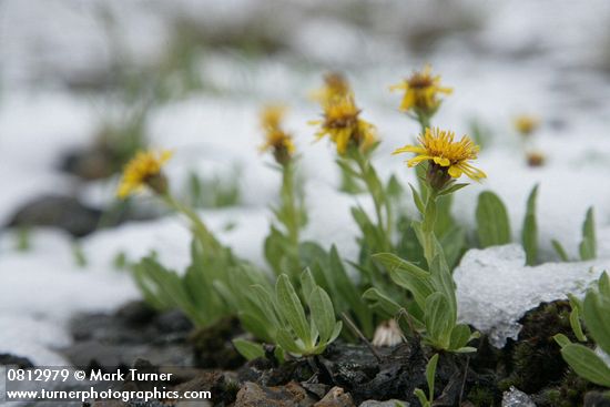 Tonestus lyallii (Haplopappus lyallii)