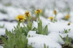 Lyall's Goldenweed w/ melting late summer snow