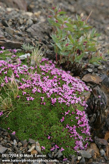 Silene acaulis