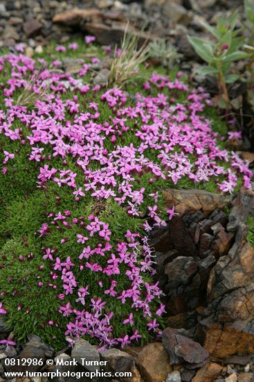 Silene acaulis