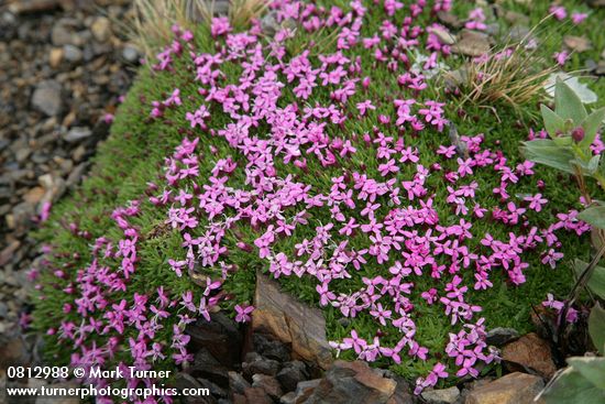 Silene acaulis