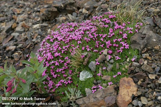Silene acaulis