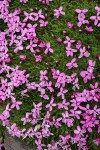 Moss Campion blossoms & foliage