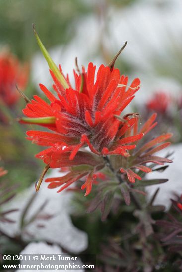 Castilleja rupicola