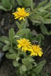 Lyall's Goldenweed w/ bumblebee