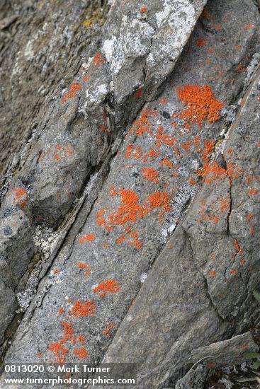 Xanthoria elegans
