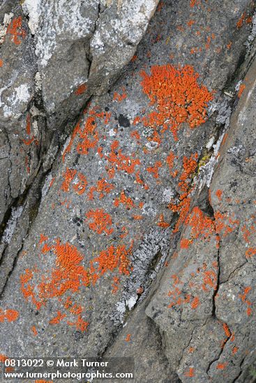 Xanthoria elegans