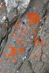 Elegant Sunburst Lichen on bedded rock