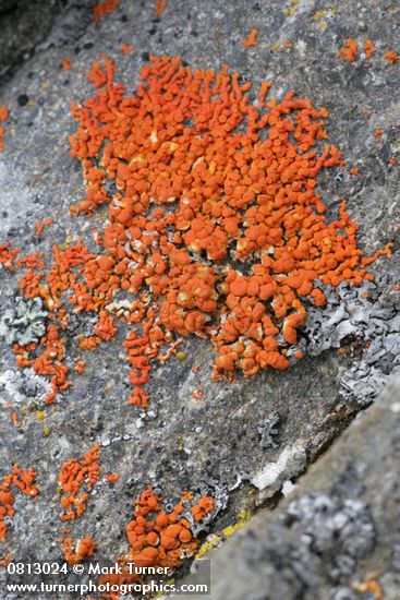 Xanthoria elegans