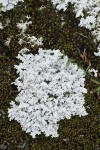 Tomentose Snow Lichen