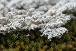 Tomentose Snow Lichen on moss