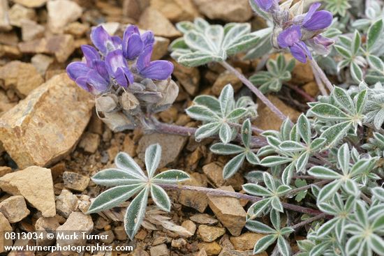 Lupinus lepidus var. lobbii