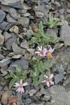 Arctic Asters on scree