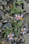 Arctic Asters on scree