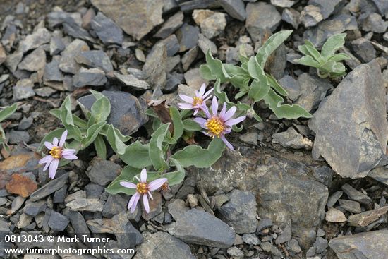 Aster sibiricus (Eurybia sibirica)