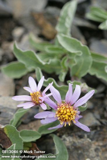 Aster sibiricus (Eurybia sibirica)