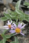 Arctic Asters blossoms & foliage
