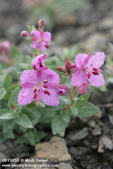 Chamerion latifolium (Epilobium latifolium)