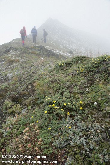 Dasiphora floribunda; Eriogonum umbellatum