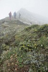 Shrubby Cinquefoil & Sulphur Buckwheat on foggy alpine ridge w/ hikers bkgnd