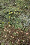 Shrubby Cinquefoil w/ Sulphur Buckwheat