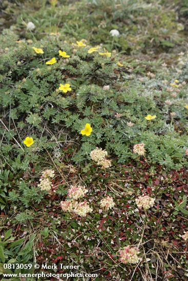 Eriogonum umbellatum; Dasiphora floribunda;