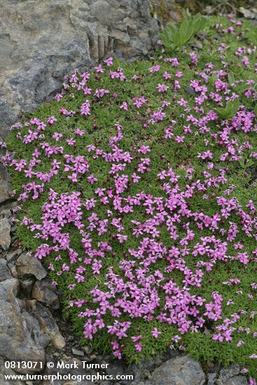 Silene acaulis