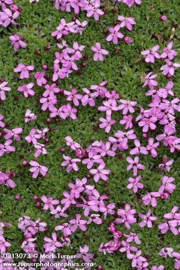 Silene acaulis