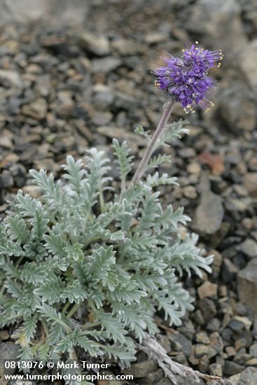 Phacelia sericea var. sericea