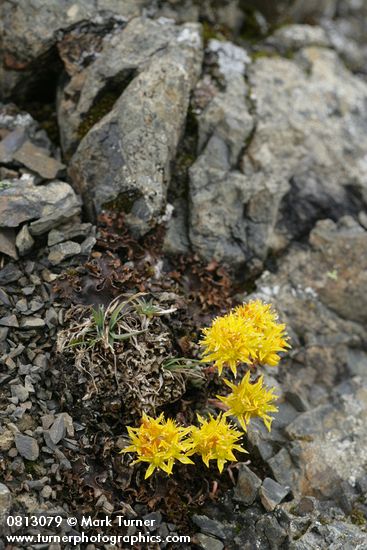 Sedum lanceolatum