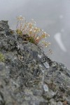 Spotted Saxifrage