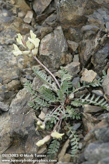 Oxytropis monticola (O. campestris var. gracilis)