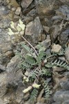 Common False Locoweed